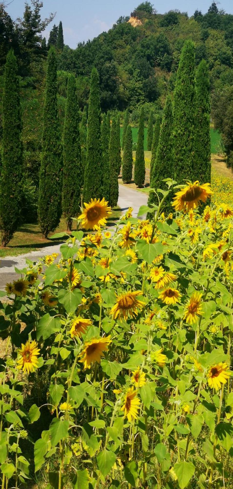 Agriturismo Cascina Cipressa San Romano  Eksteriør bilde