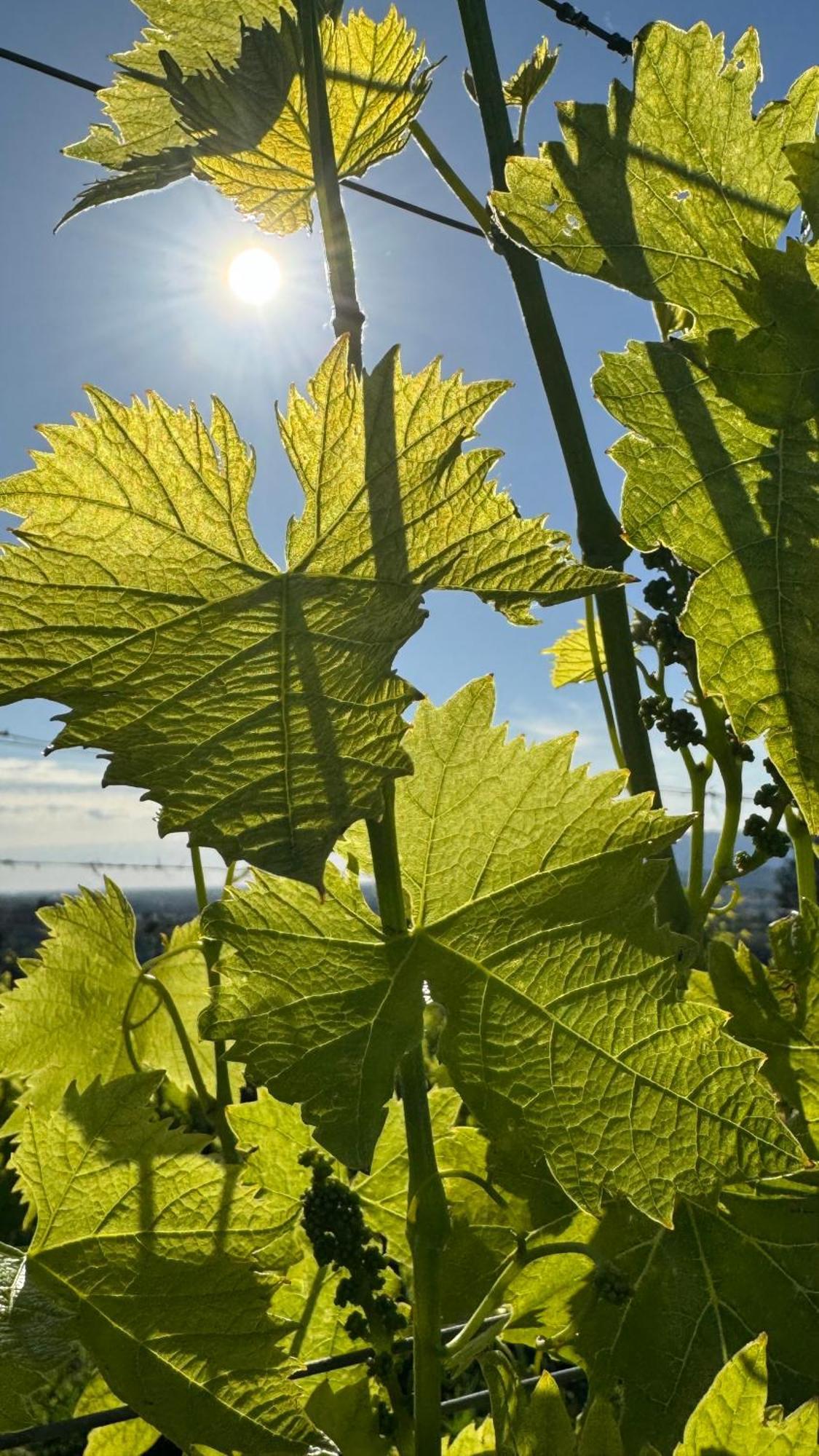 Agriturismo Cascina Cipressa San Romano  Eksteriør bilde